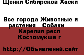 Щенки Сибирской Хаски - Все города Животные и растения » Собаки   . Карелия респ.,Костомукша г.